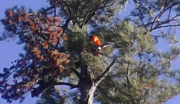 Singletary Tree Service. Tree Trimming Service in Slidell and Pearl River