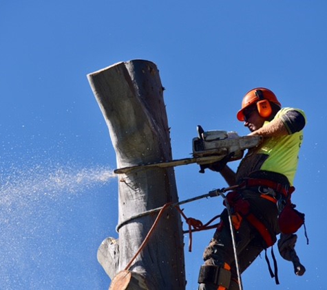 Ezi cut tree services - Hill Top, NSW