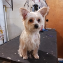 Groovy Groom - Pet Grooming