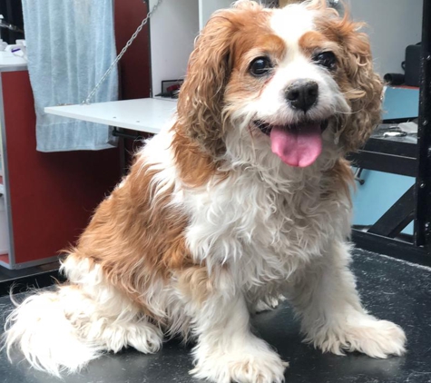 Superb Dog Grooming - Wheelers Hill, VIC. Before - Ella looking hot & hairy !