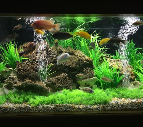 AQUARIUMS FOR LIFE! Aquarium Maintenance Service,  Formerly "That Fish Guy"