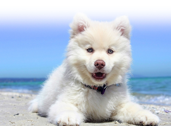Tweed Coast Vet - Cabarita Beach, NSW