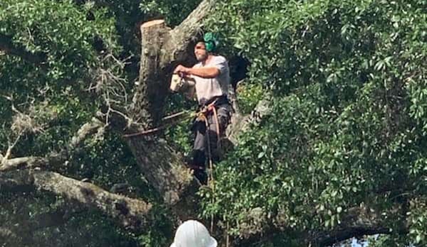 McCullough Tree Service - Longwood, FL