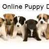 Online Puppy Direct - CLOSED gallery