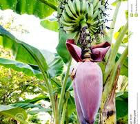 All Seasons Produce - Oakland, CA. Bana blossom / banana flower