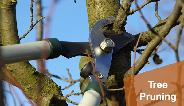 Arbator Pty Ltd - Port Fairy, VIC. Arbator will eliminate hazardous branches to the Australian Standards.