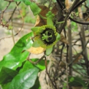 Barton Springs Nursery