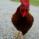 Cherry Grove Farm - Farms