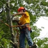 Touch of Texas tree removal gallery