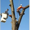 Big Mack's Tree Services gallery