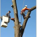 Big Mack's Tree Services - Tree Service