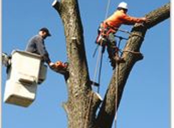 Big Mack's Tree Services