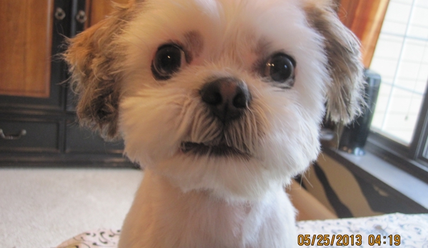 Paw Prince & Princess Small Dog Grooming Salon - Elkhorn, NE