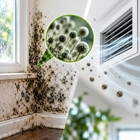 The Best Air Quality & Restoration