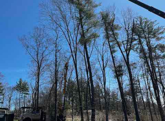 Evergreen Tree Service - Windsor Locks, CT