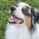 All About Dogs Grooming Salon & Daycare - Pet Grooming