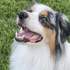 All About Dogs Grooming Salon & Daycare