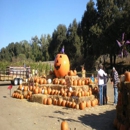 Uncle Ray's Pumpkin Patch - Amusement Places & Arcades