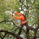 Artistic Trees - Arborists