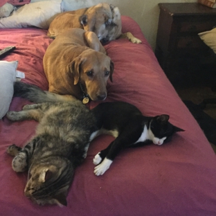 Alamo Heights Pet Clinic Inc - San Antonio, TX. Bones,Katie ( Harvey rescue)Winston & 8- ball