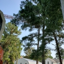 Phelps Tree Service Inc - Tree Service