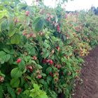 Harvold Berry Farm