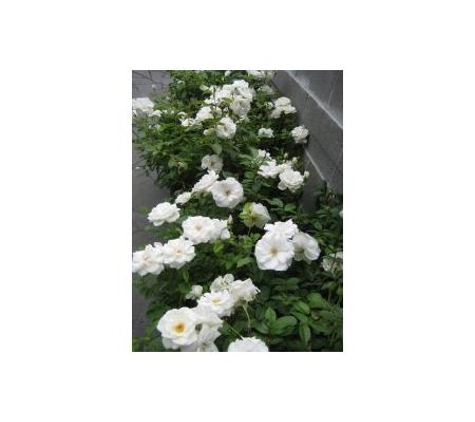 Gill's Nursery - Cheltenham, VIC
