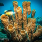 SCUBAdventures Naples
