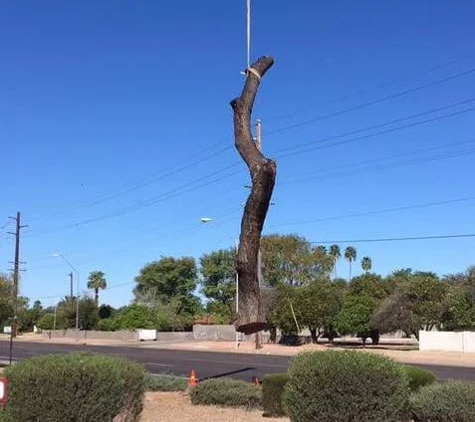 Techer's Tree Service - Mesa, AZ