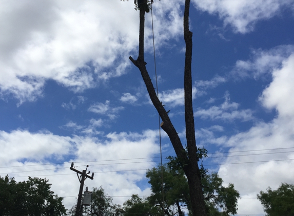 Action Tree Service, LLC. Jerry in Action!