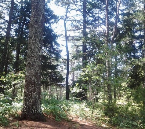 Myles Standish State Forest - Carver, MA