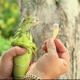 Humane Iguana Control