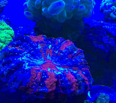 Fish & Coral Paradise - Hialeah, FL