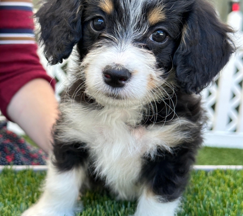 Hess Family Beautiful Puppies - Russell, MA