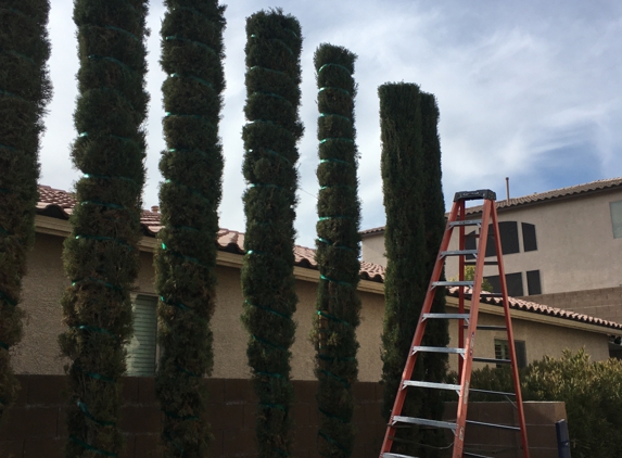 Royal Tree Service - Las Vegas, NV. Italian cypress, wrapped and trimmed