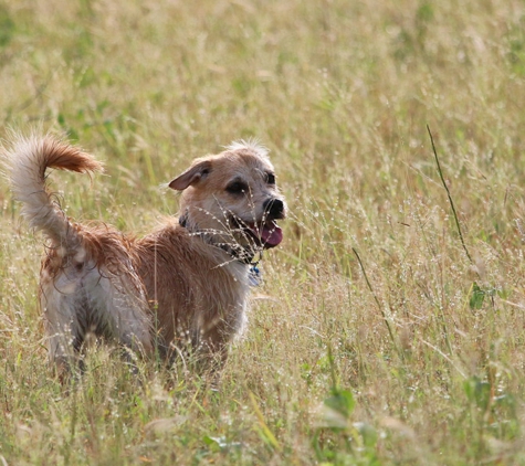 Western Suburbs Veterinary Clinic