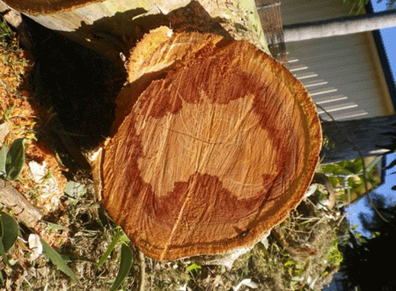 Mr Trees - Riverhills, QLD