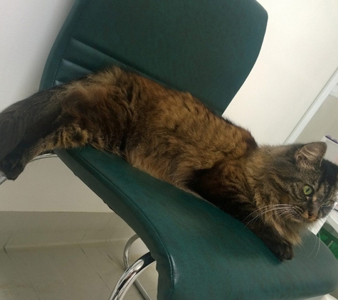 Burvale Heights Vet Hospital - Forest Hill, VIC