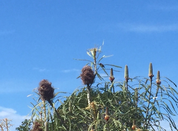 UC Santa Cruz Arboretum & Botanic Garden - Santa Cruz, CA