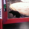 Benny Blancos Pizza gallery