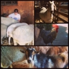 Farm Sanctuary's Animal Acres gallery