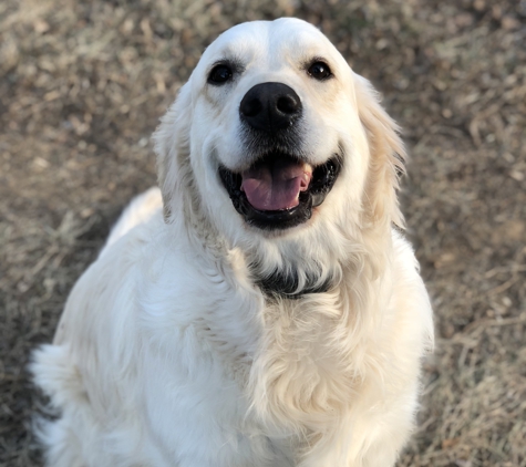 Mountain Run Kennel - Culpeper, VA. Winnie loves Mountain Run kennel!