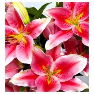 Olivieri's Florist - Doyalson North, NSW