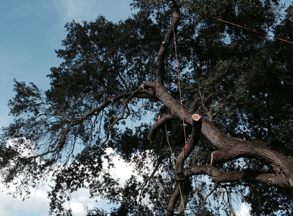 KDT Tree Service - Fern Park, FL