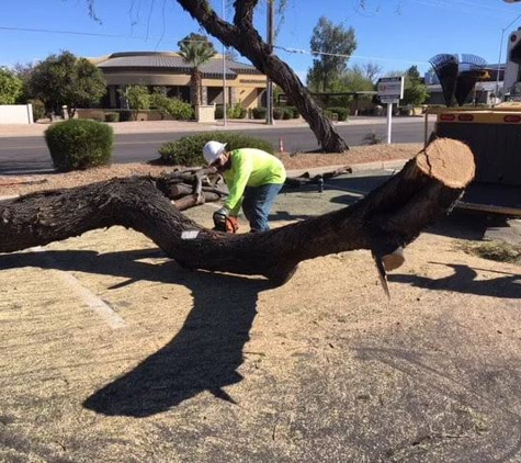 Techer's Tree Service - Mesa, AZ