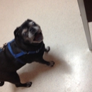 Animal Eye Clinic Inc PS - Pet Services