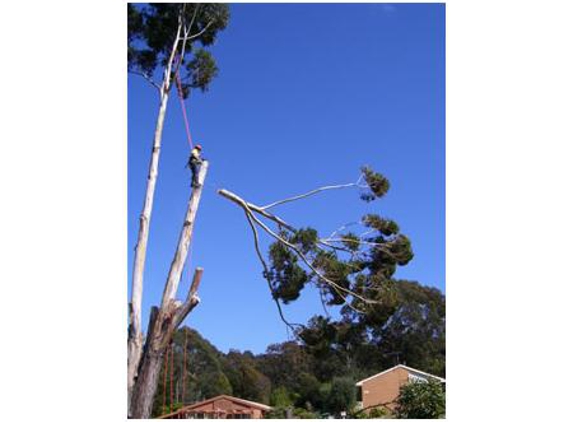 Sapphire Coast Tree Service & Tower Hire