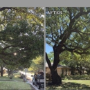 Samuel's Tree Service - Arborists