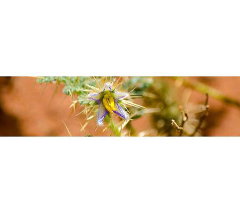Goldfields Pest Control - Kalgoorlie, WA