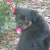 DP's  Rottweilers gallery